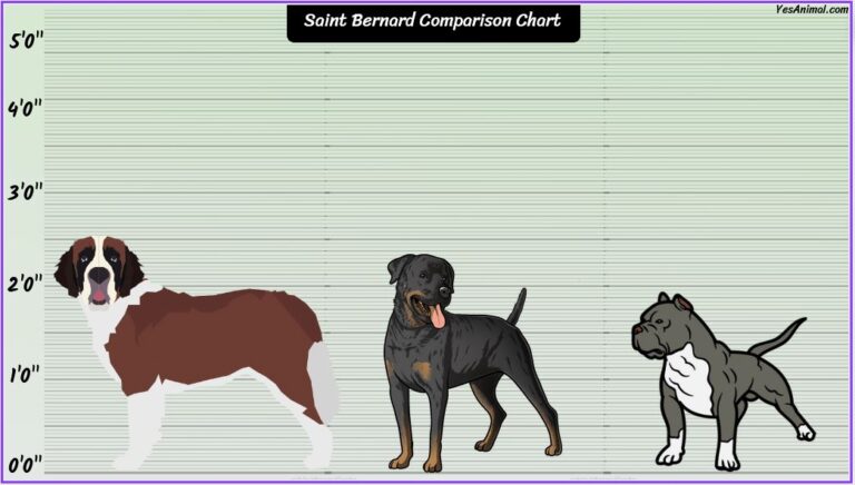 St Bernard Size How Big Are They Compared To Others