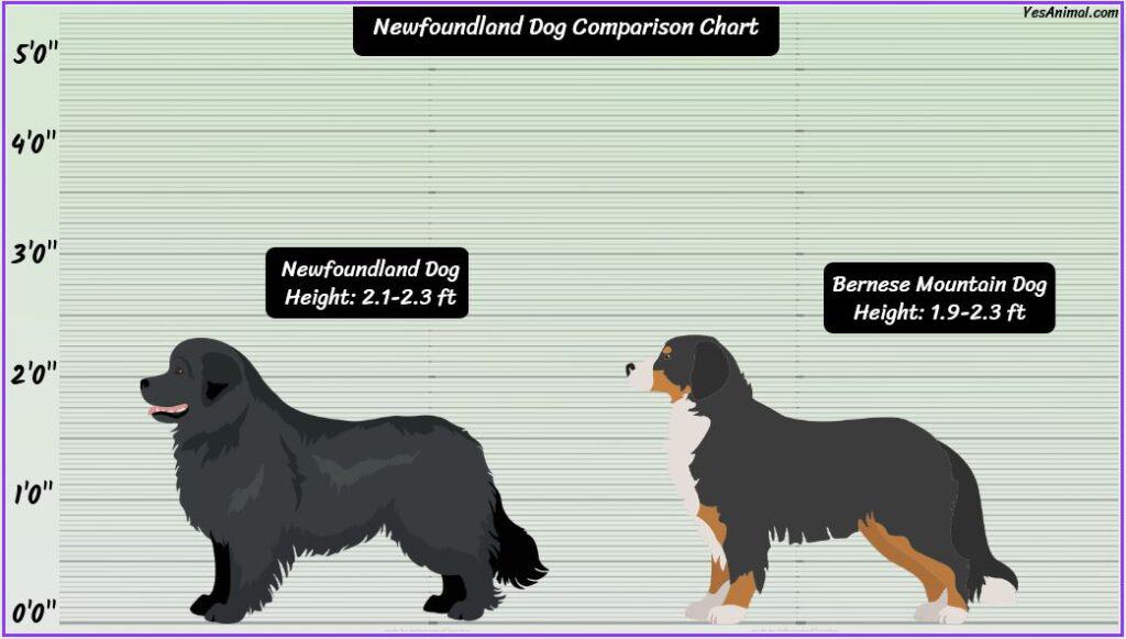 Newfoundland Dog Size comparison