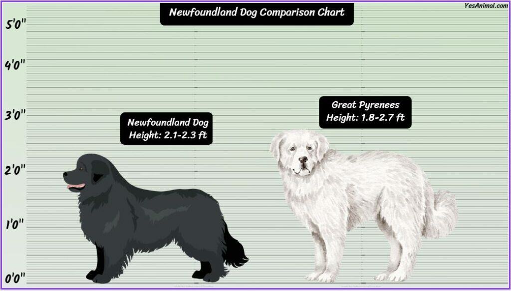Newfoundland Dog Size comparison