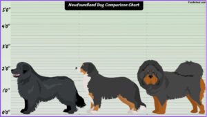 Newfoundland Dog Size Explained: How Big Are They Compared To Others?