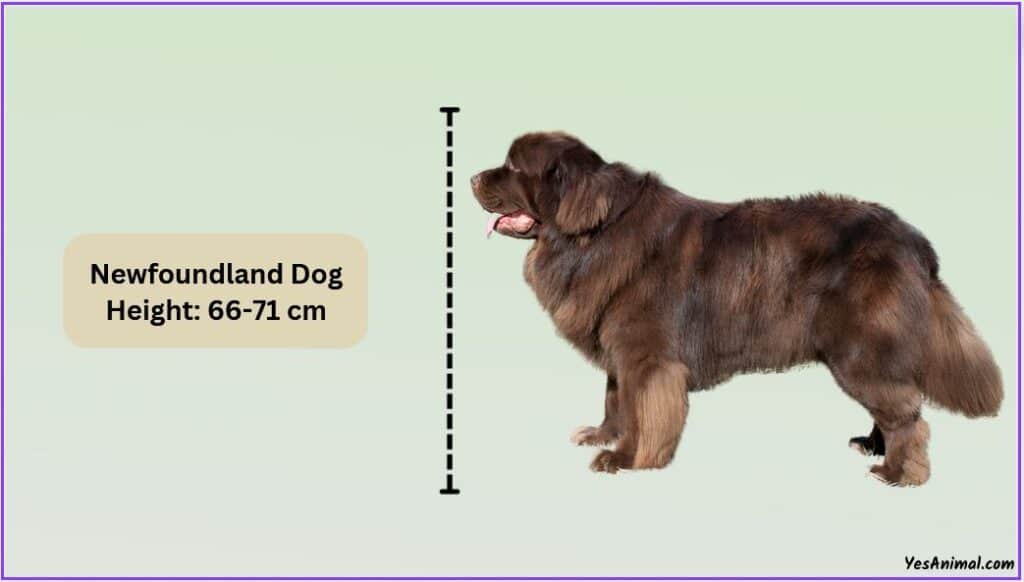 Newfoundland Dog Size