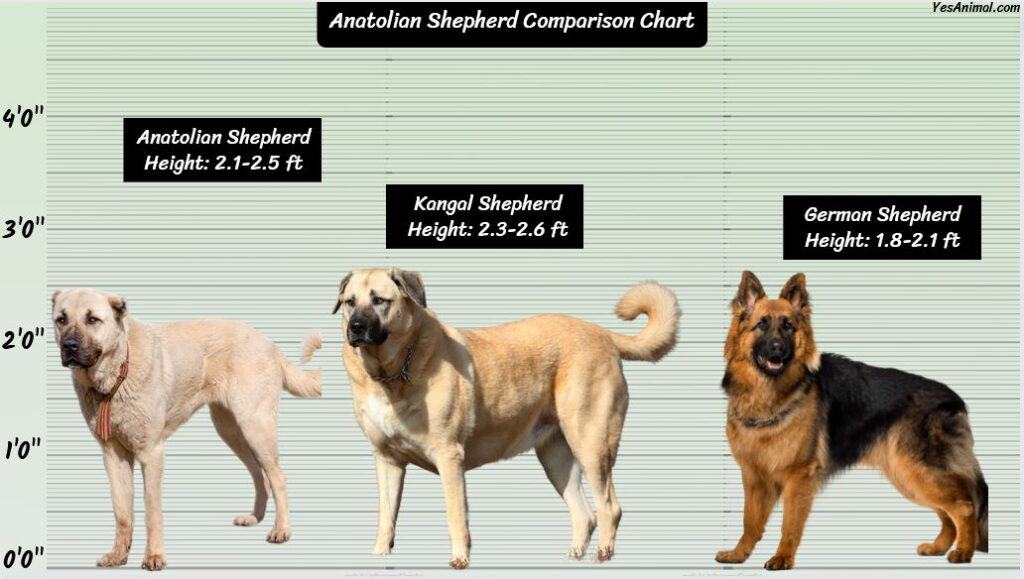 Anatolian Shepherd Size compared