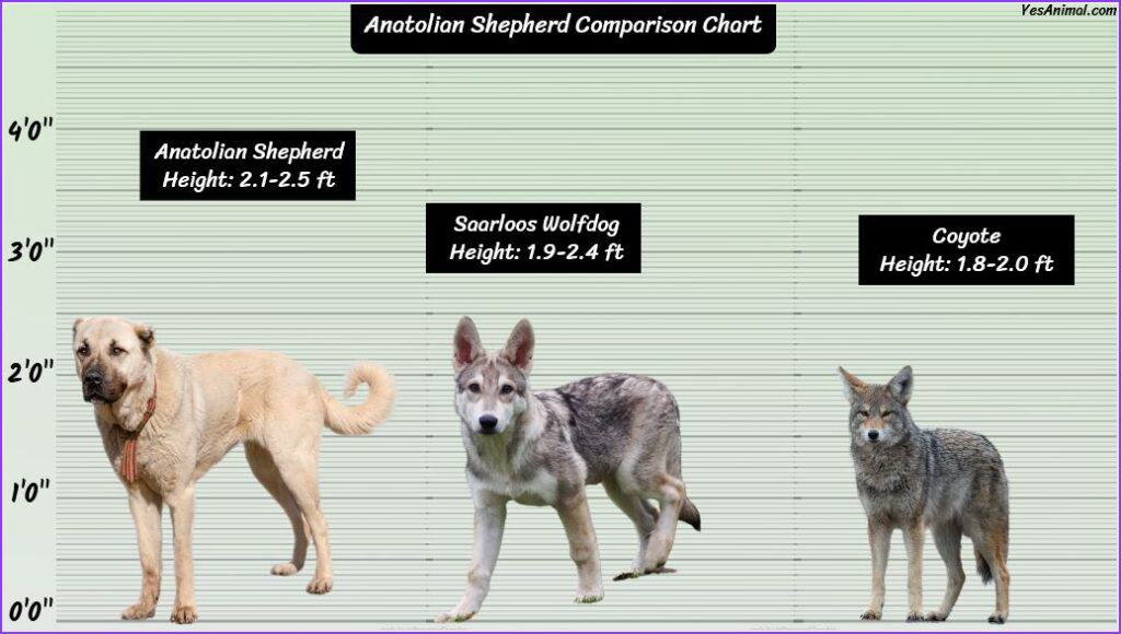 Anatolian Shepherd Size Compared