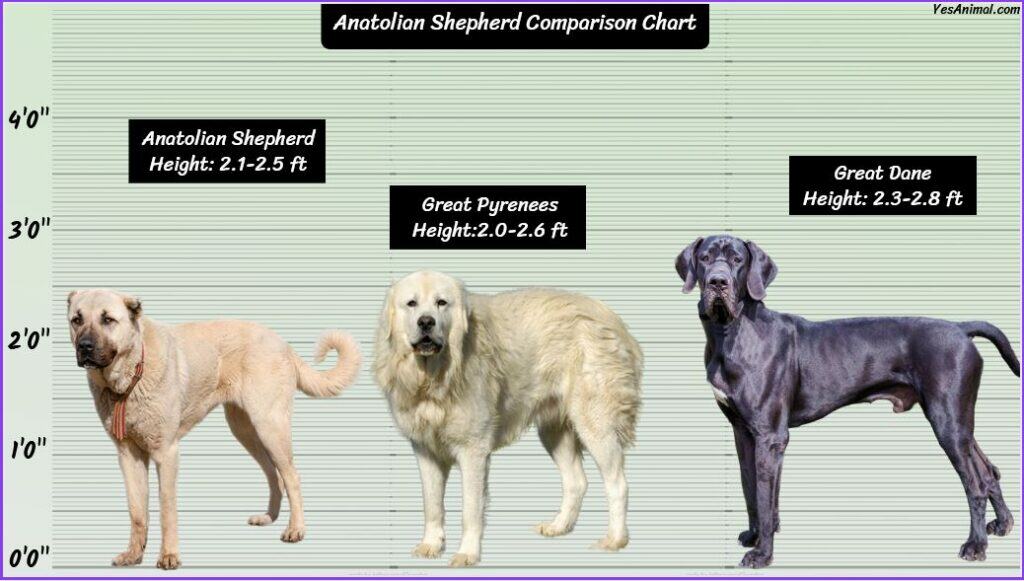 Anatolian Shepherd Size compared 