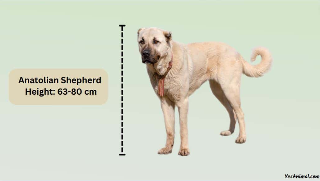 anatolian shepherd size comparison