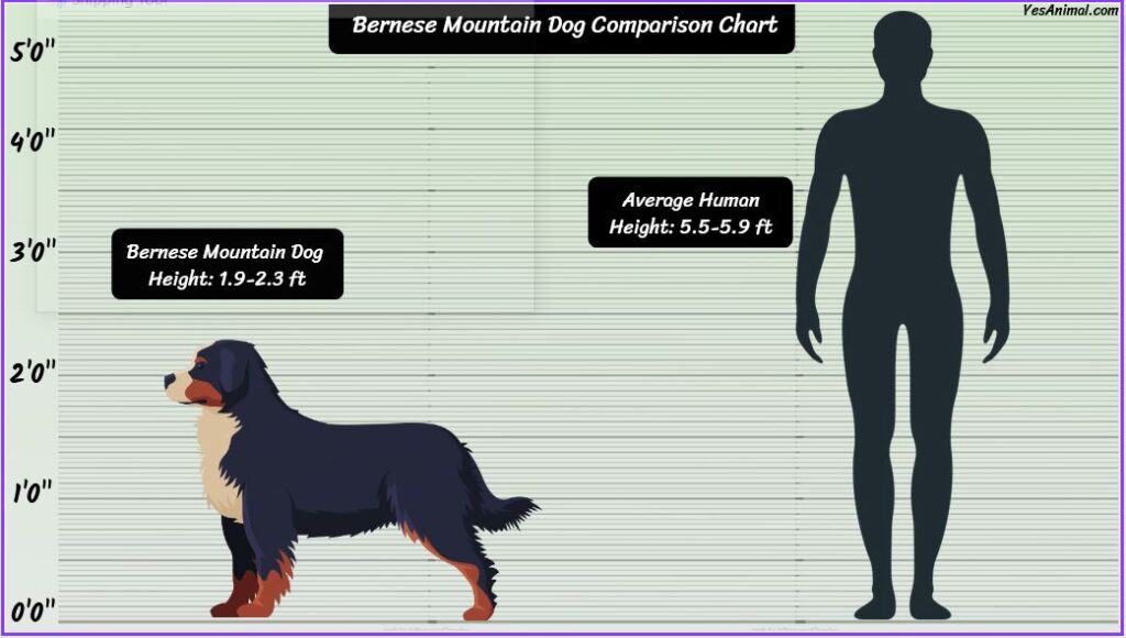 Bernese Mountain Dog Size