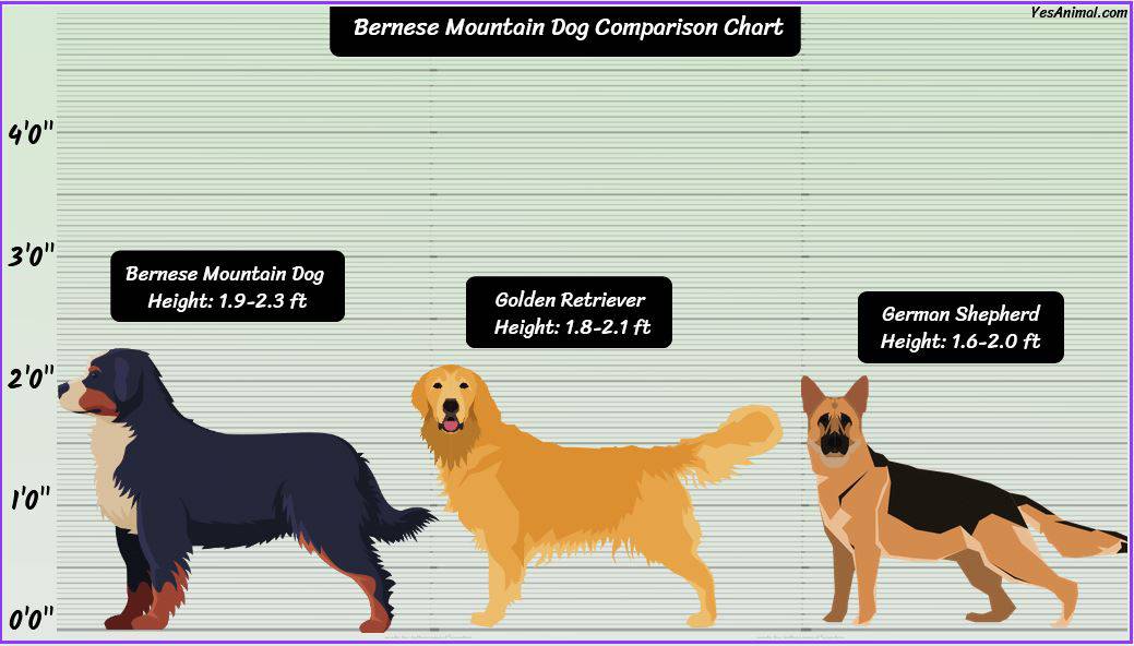 Bernese Mountain Dog Size: How Big Are They Comparison?