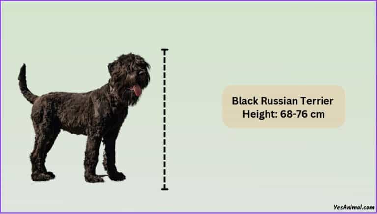 Black Russian Terrier Size: How Big Are They Comparison?