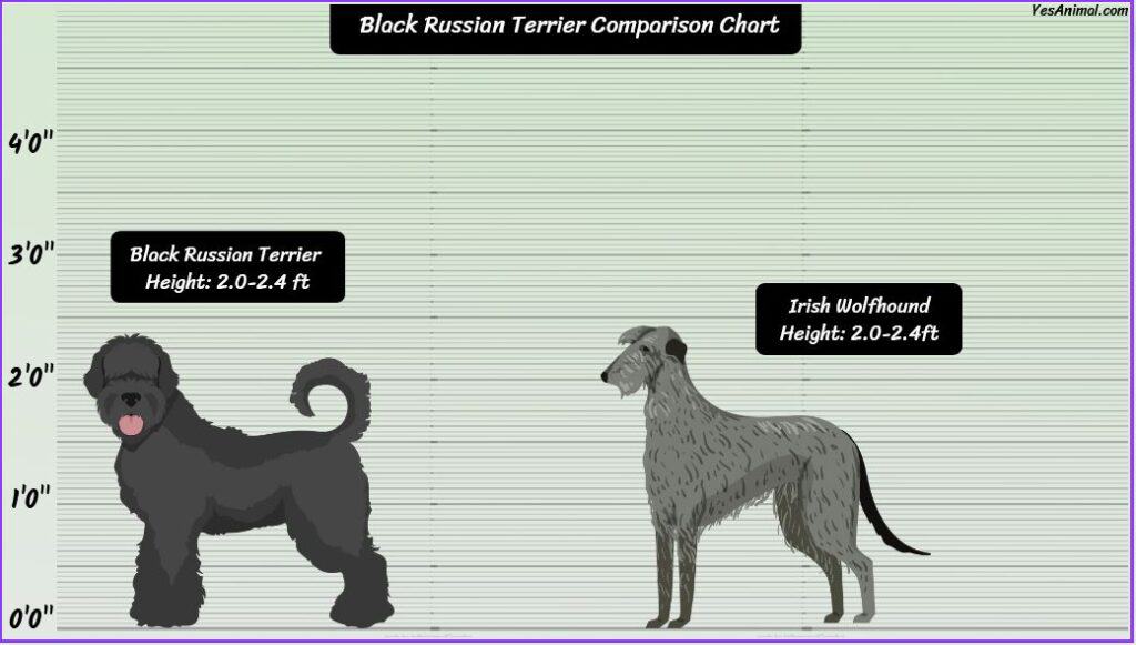 Black Russian Terrier Size