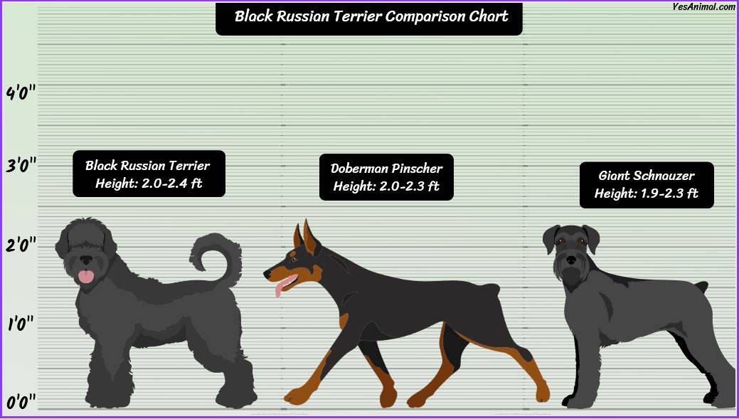 Black Russian Terrier Size: How Big Are They Comparison?