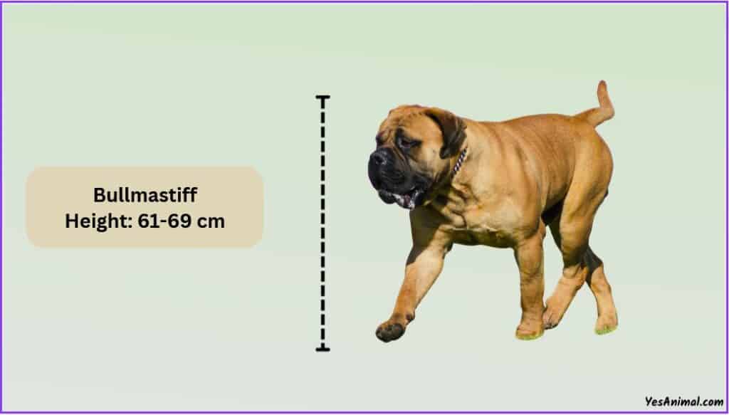 Bullmastiff Size Explained