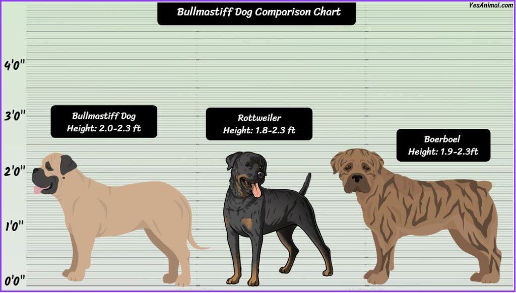 Bullmastiff Size comparison