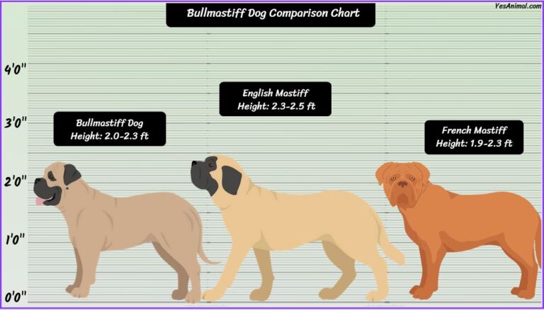 Bullmastiff Size: How Big Are They Compared To Others?