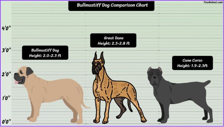 Bullmastiff Size: How Big Are They Compared To Others?