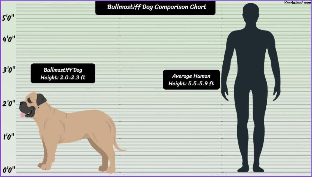 Bullmastiff Size comparison