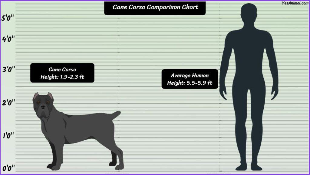 Cane Corso Size comparison