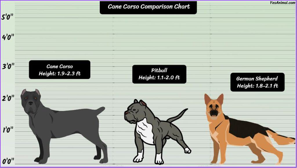 Cane Corso Size comparison