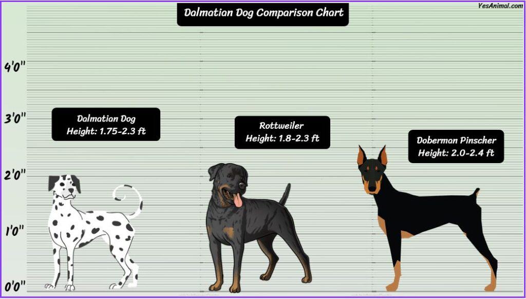 Dalmatian Size comparison