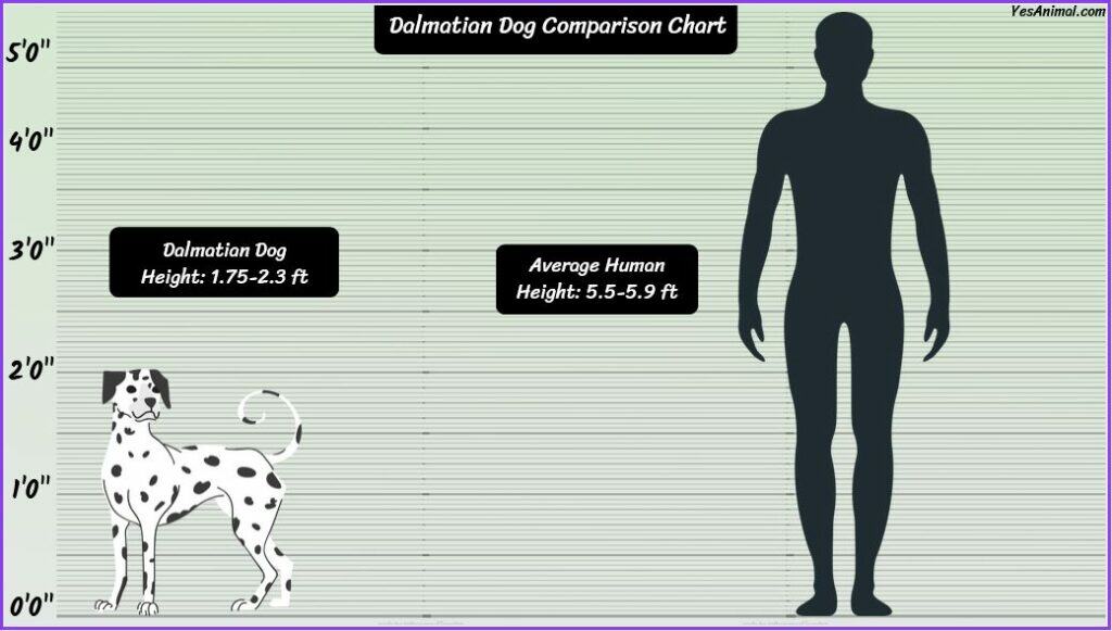 dalmatian dog comparison human