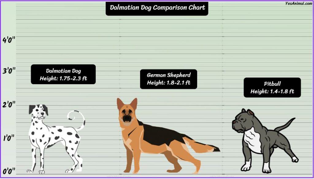 Dalmatian Size comparison