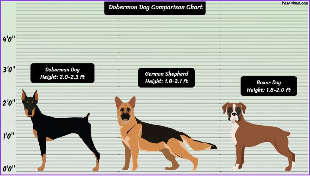 Doberman Size comparison