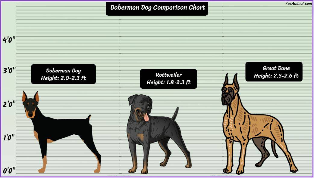 Doberman Size How Big Are They Compared To Others?