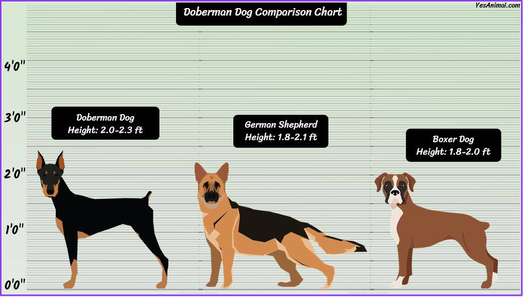 Doberman Size How Big Are They Compared To Others?