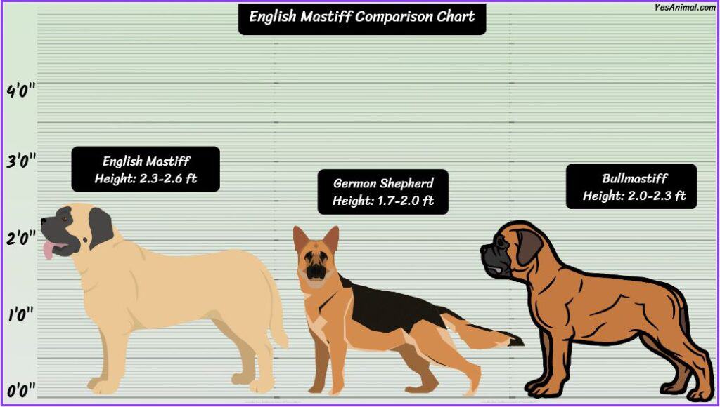 English Mastiff Size comparison