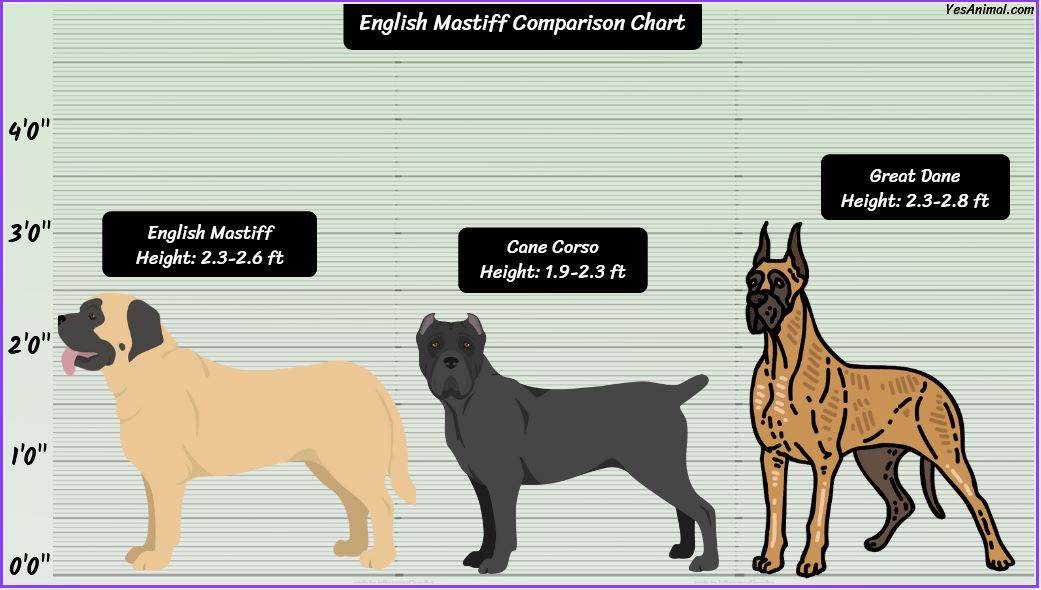 English Mastiff Size: How Big Are They Compared To Others?