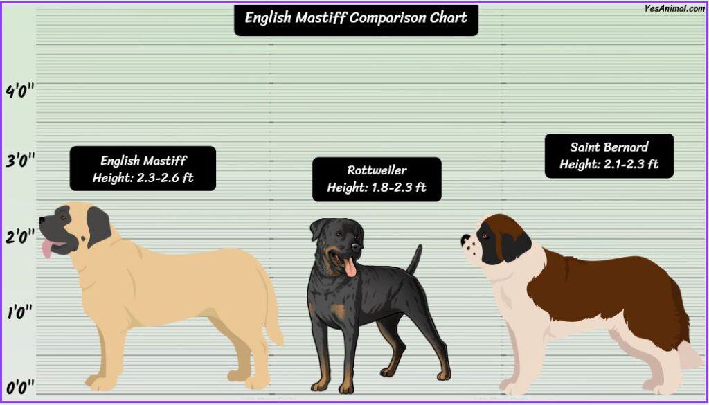 English Mastiff Size comparison