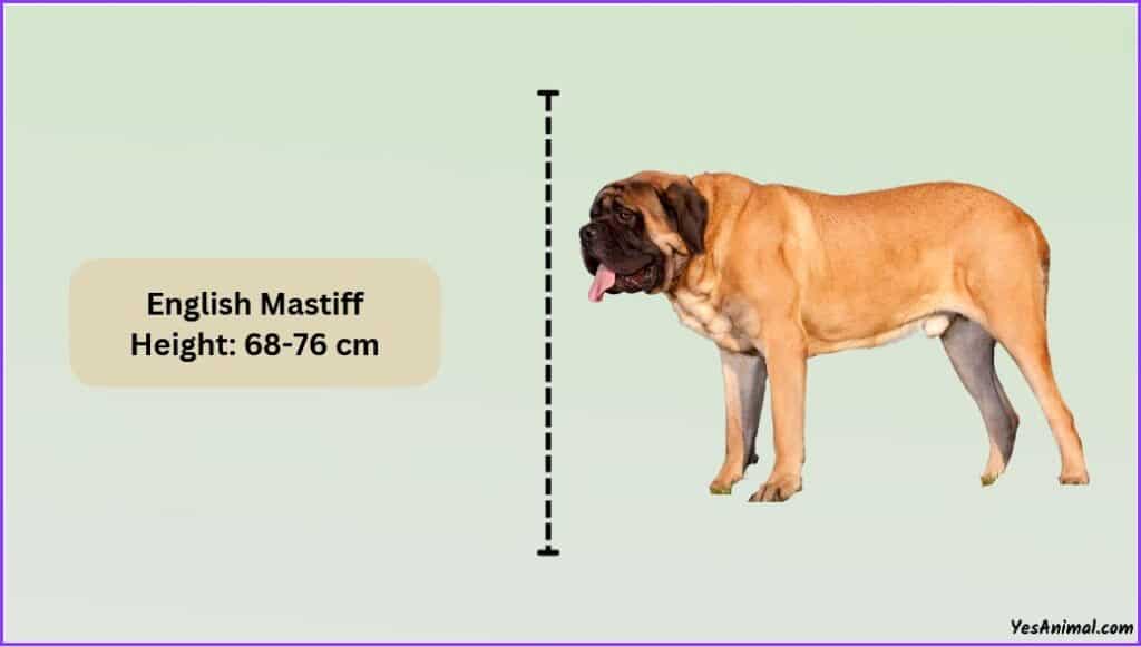 English Mastiff Size