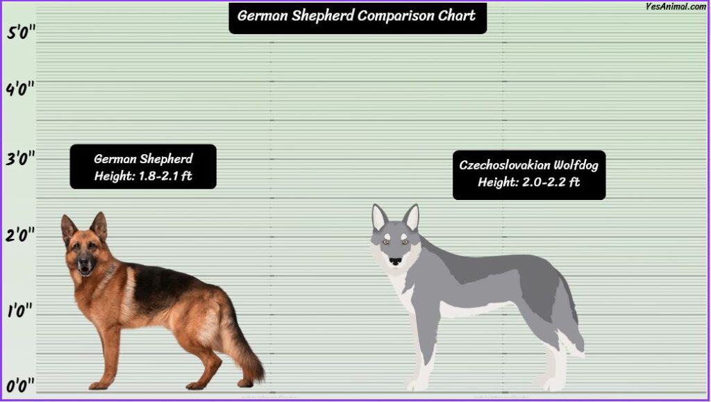 German Shepherd Size comparison