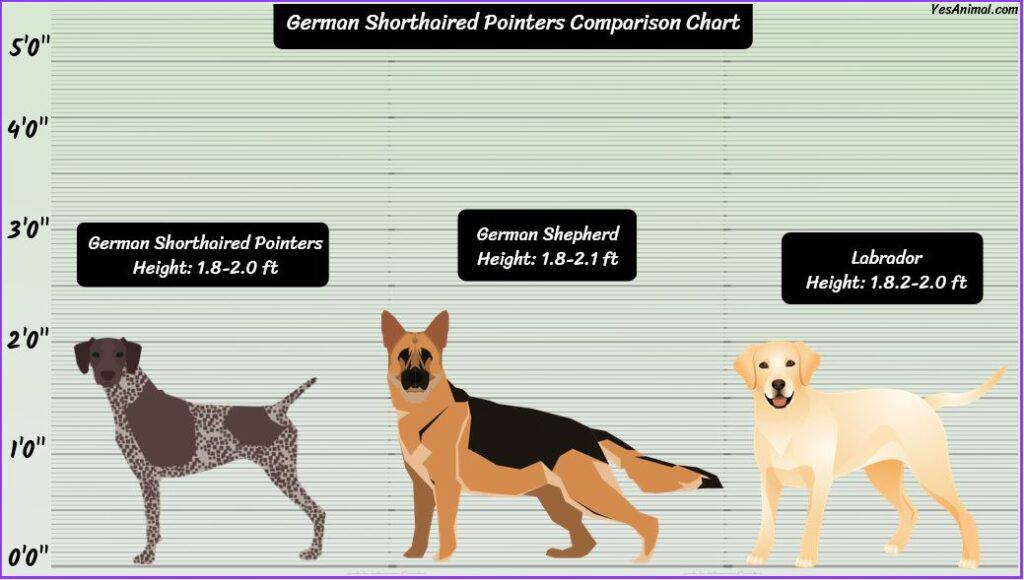 German Shorthaired Pointer Size