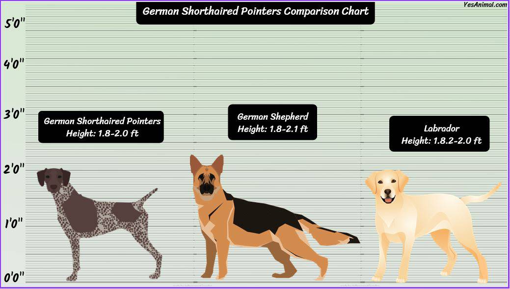 German Shorthaired Pointer Size: How Big Are They?