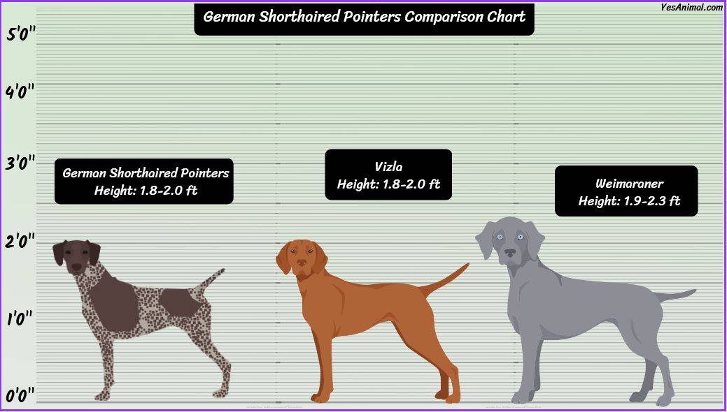 German Shorthaired Pointer Size: How Big Are They?