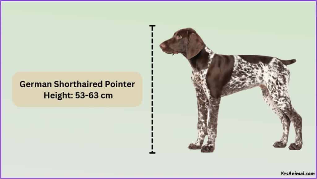 German Shorthaired Pointer Size