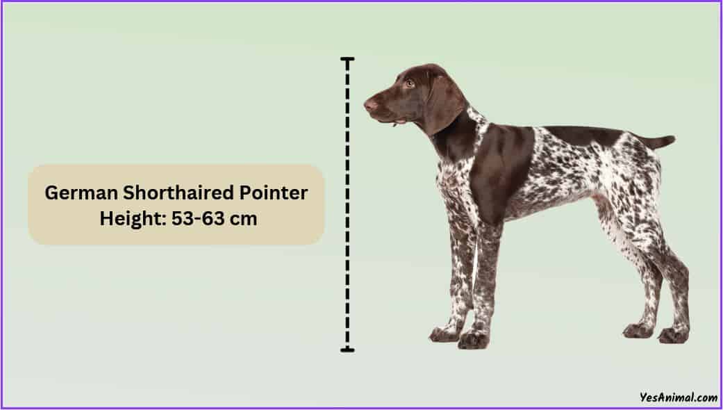 German Shorthaired Pointer Size: How Big Are They?