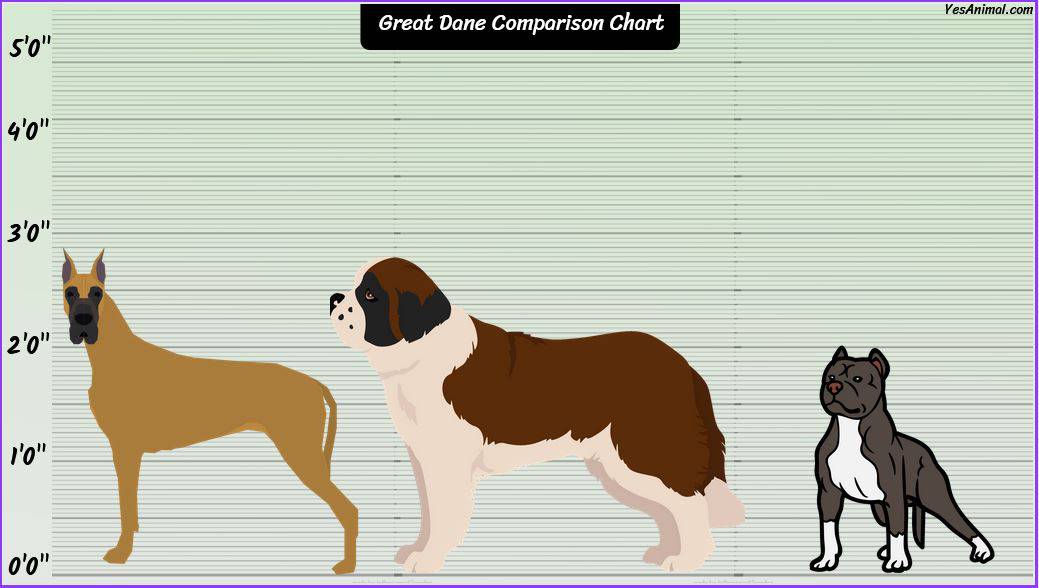 Great Dane Size: How Big Are They Compared To Others?