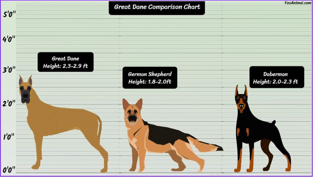 Great Dane Size COMPARISON