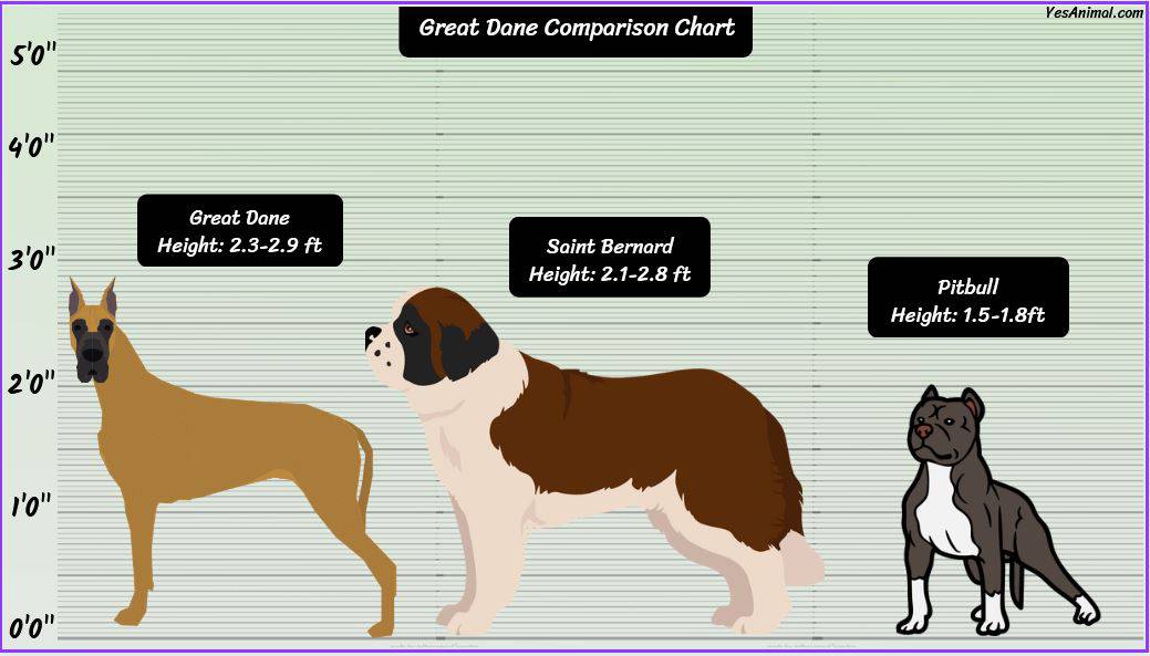 Great Dane Size: How Big Are They Compared To Others?