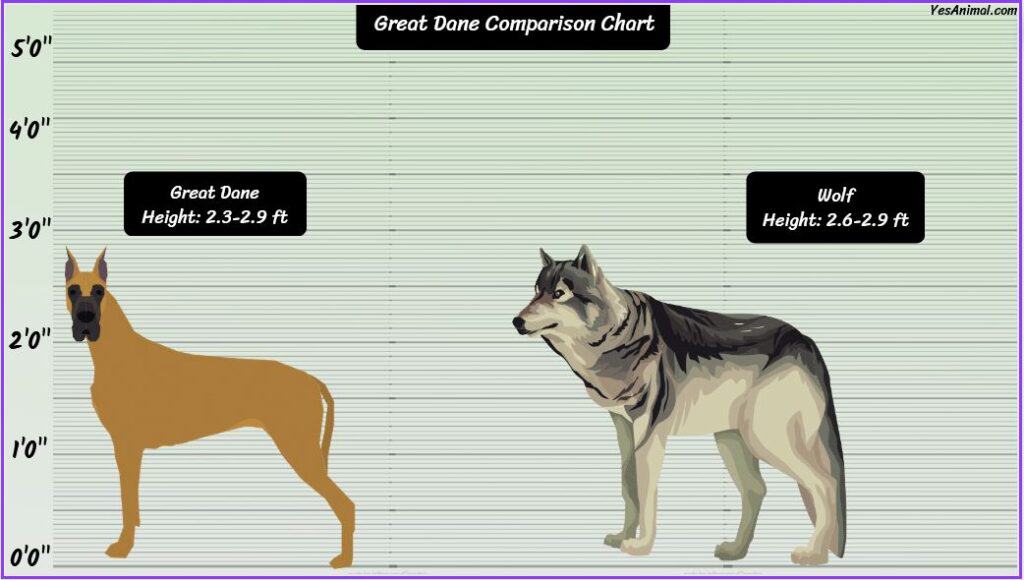 Great Dane Size COMPARISON