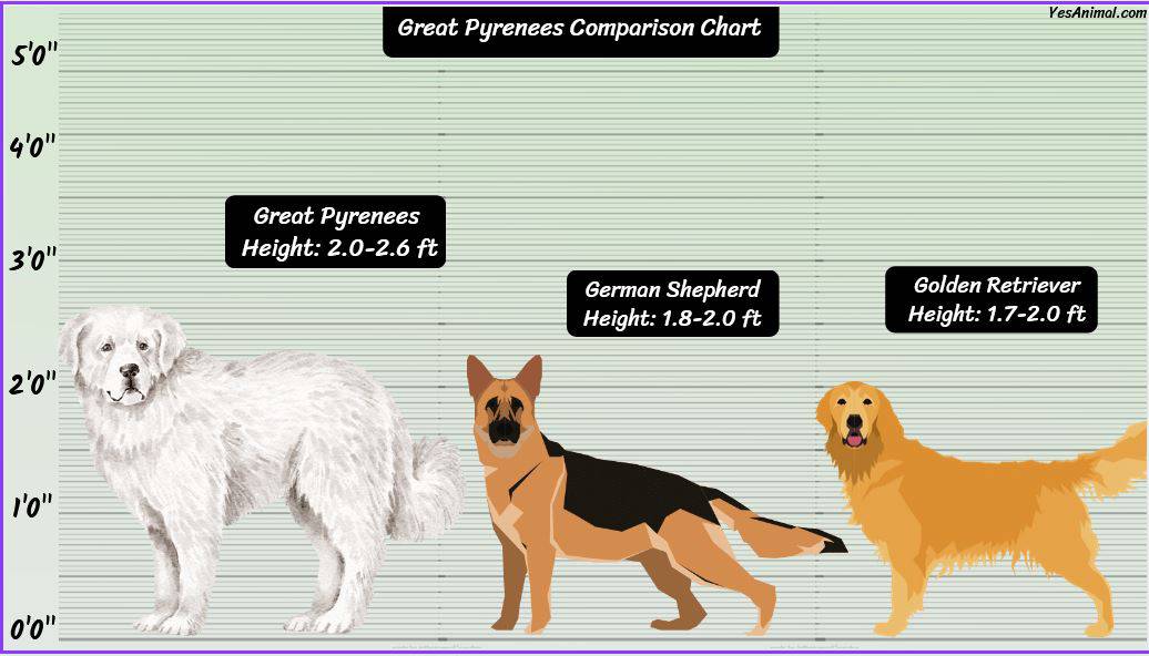 Great Pyrenees Size: How Big Are They Compared To Others?