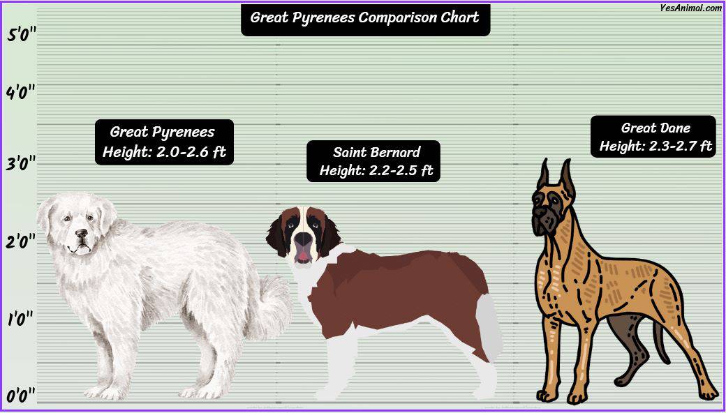 Great Pyrenees Size: How Big Are They Compared To Others?