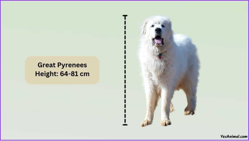 Great Pyrenees Size