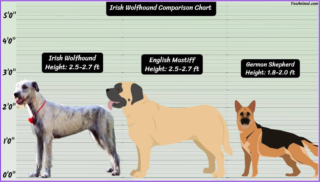 Irish Wolfhound Size: How Big Are They Compared To Others?