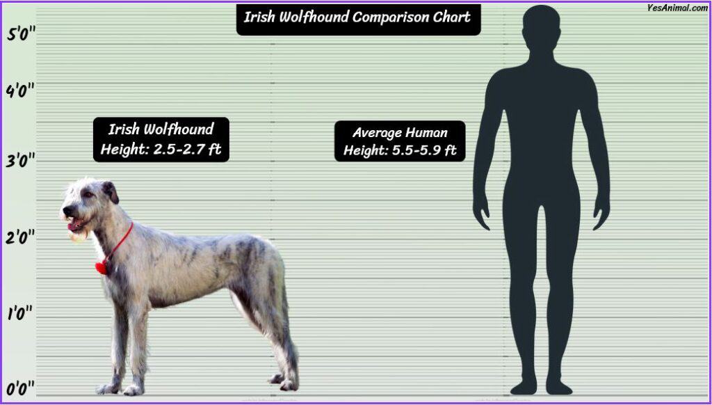 Irish Wolfhound Size comparison