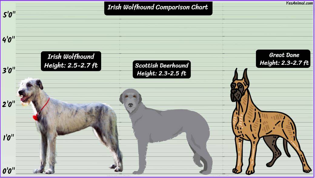 Irish Wolfhound Size: How Big Are They Compared To Others?