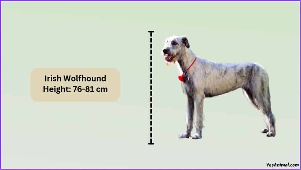 Irish Wolfhound Size