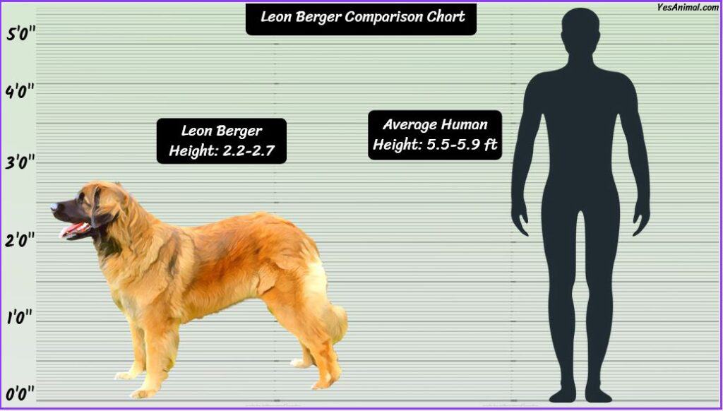 Leon Berger Size comparison