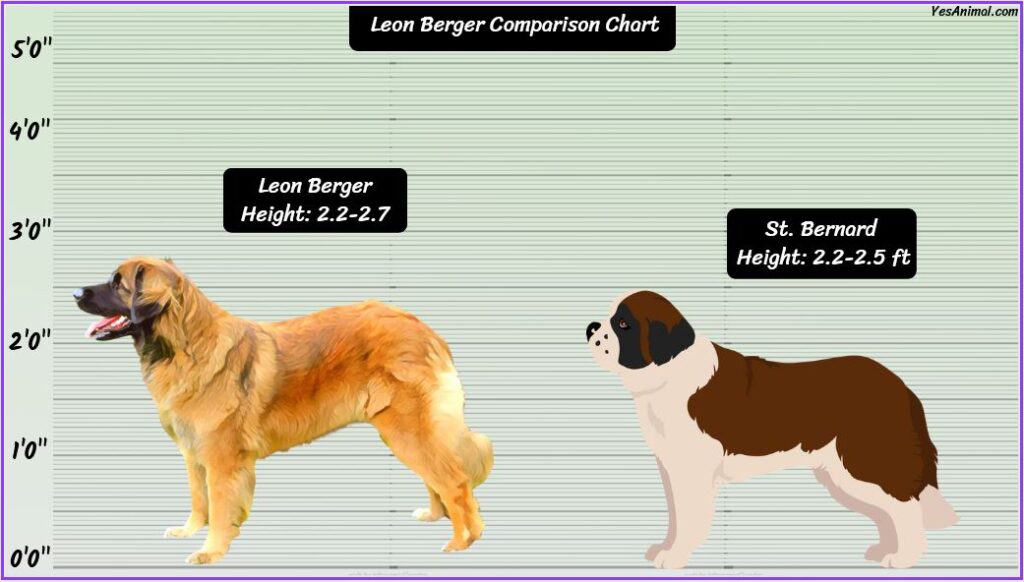 Leon Berger Size comparison
